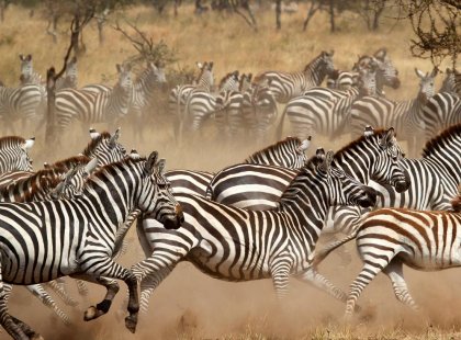 tanzania_serengeti-np_zebra-herd-running_big