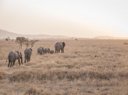 tanzania_serengeti_elephant-herd-with-young