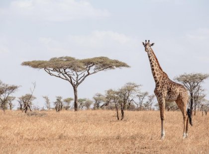 Tanzania_serengeti_giraffe-acacia-tree