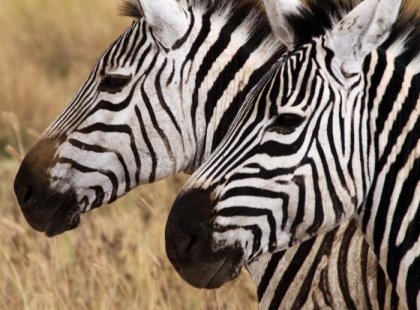 Zebras, Ngorongoro Crater