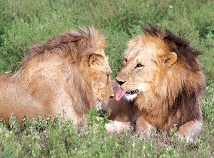 tanzania serengeti lions wildlife safari africa