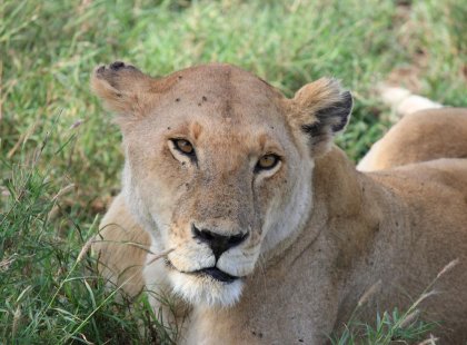 Lioness in Serengeti NAtional Park Tanzania, Africa