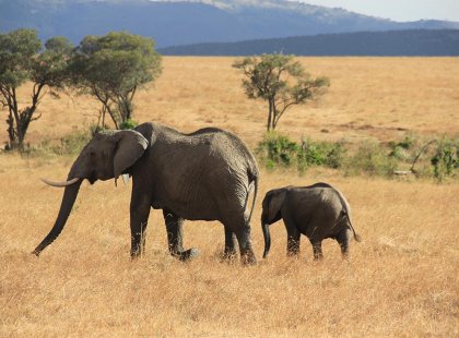 kenya elephant mother child walk masai mara
