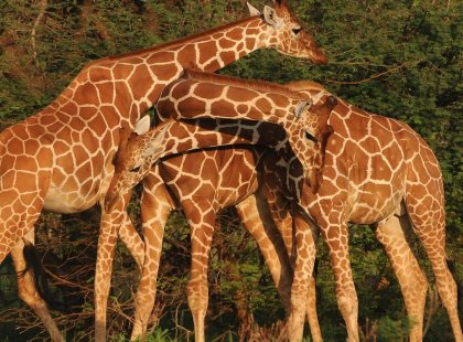Kenya Family Safari
