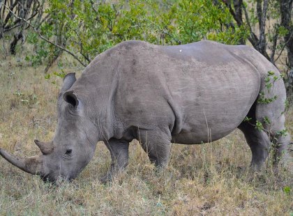 See the last 3 Northern White Rhinos in Kenya, Africa