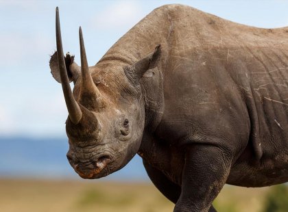 See the lesser endangered Black Rhinos in Kenya