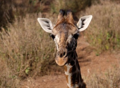 Visit the giraffe sanctuary (optional extra) in Nairobi, Kenya