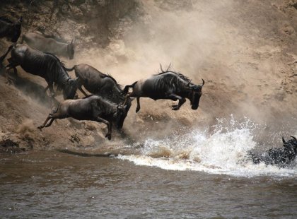 Herds of wildebeest stampede across the savannah in Kenya