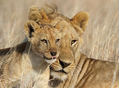 Lioness and her cub in Serengeti National Park