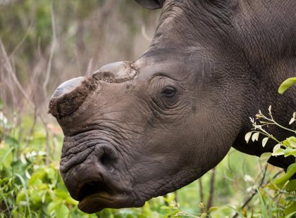 zimbabwe bulawayo rhino black wild