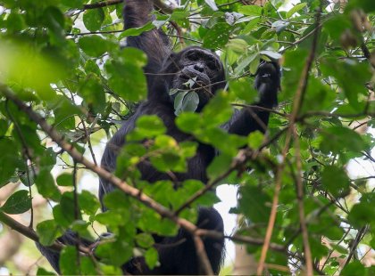 Budongo Forest Reserve Chimp trekking in Uganda