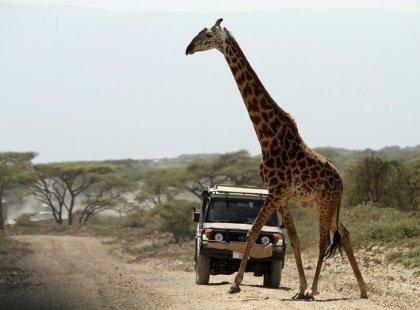 tanzania serengeti np giraffe crossing