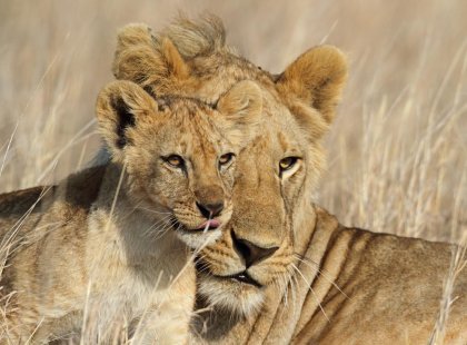 Tanzania Serengeti NP Lion and cub