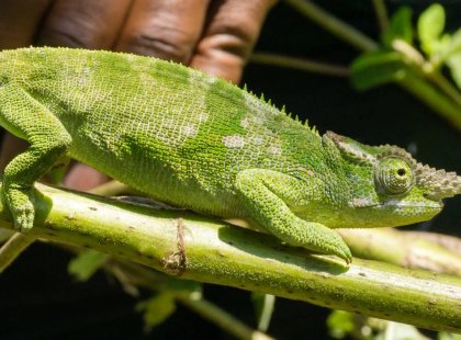 Tanzania Lushoto Lizard