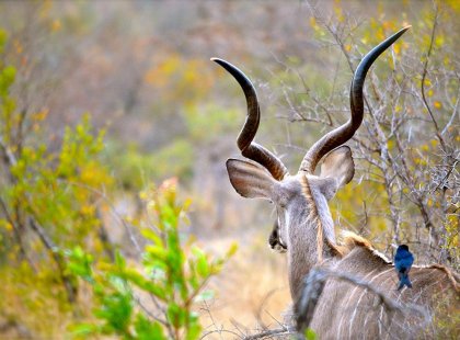 Antelope and birds in the Kruger National Park wilderness, South Africa