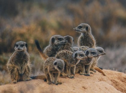 Meerkats in South Africa check the coast is clear before starting their day on the South African plains