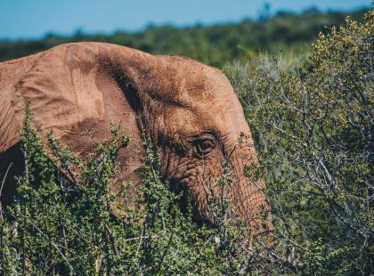 Go on safari in Addo Elephant National Park in South Africa
