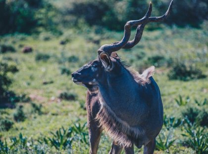 Spot the famous South African Kudu on Safari in Addo Elephant National Park