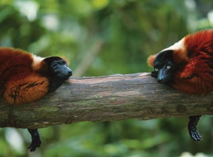 Two red lemurs, Madagascar
