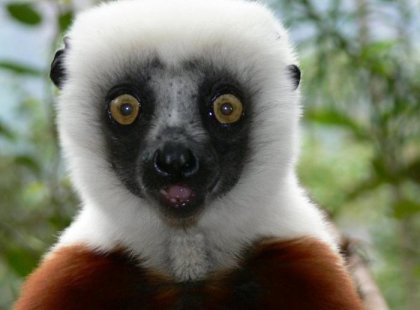 Madagascar, Lemur selfie