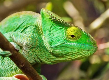 Madagascar, Chameleon
