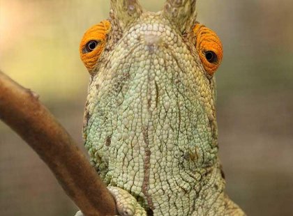 Madagascar, Chameleon