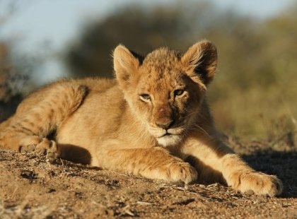 Zambia South Luangwa np lion cub