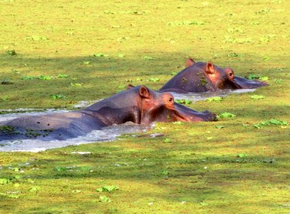Zambia South Luangwa NP Hippos