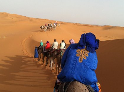 Camels trek across the sand dunes in Morocco
