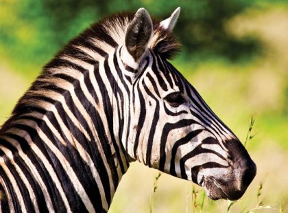 Zebra, Kruger National Park