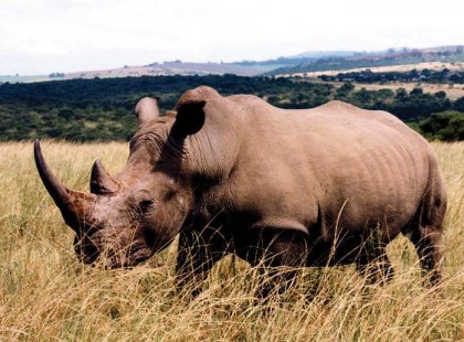 Rhino, Hlane Royal National Park