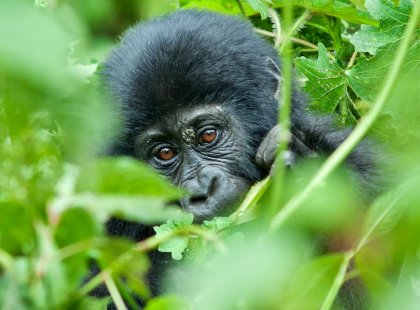 uganda_bwindi_gorilla-baby