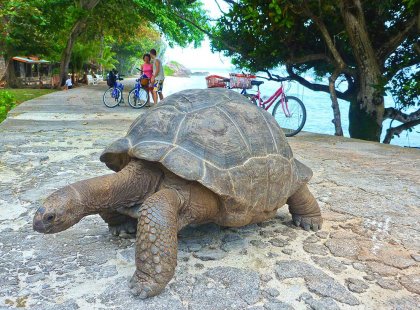 Adventure Cruising Seychelles Aldabra Tortoise