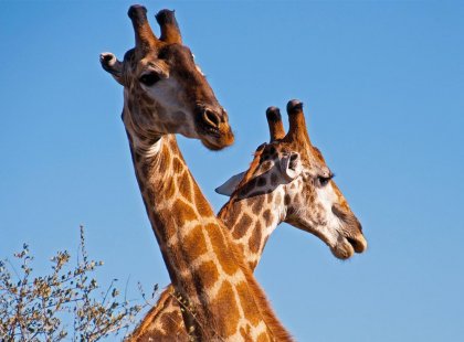 Get up close to Giraffes in Kruger National Park in South Africa