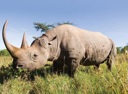 See the endangered Rhinos in their natural habitat in South Africa
