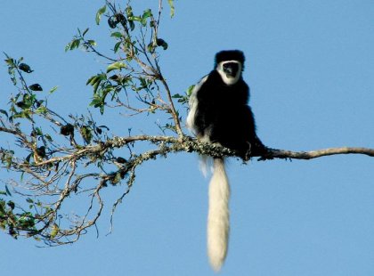 Tanzania, colobus monkey