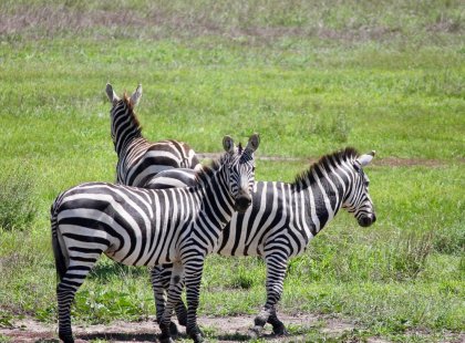 Zebras in Serengeti National Park Tanzania, Africa