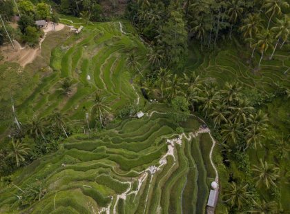 Explore Ubud Rice fields with intrepid travel