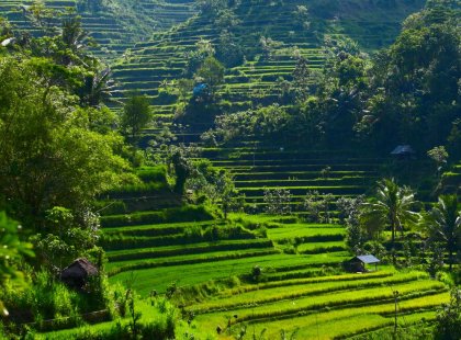 The rice fields of Indonesia