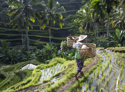 Local farmer working on rice field, Ubud