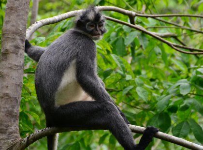 Wild Thomas Leaf Monkey in Sumatra, Indonesia