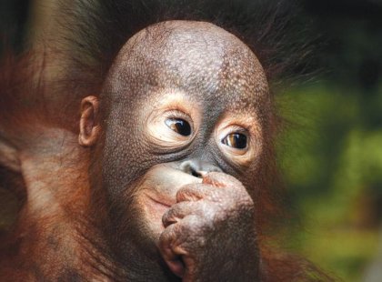 Sepilok Orangutan Reserve