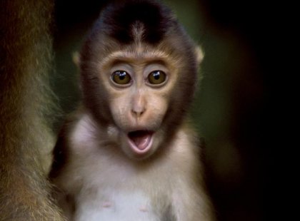 Baby monkey, Sepilok Orangutan Rehabilitation Centre