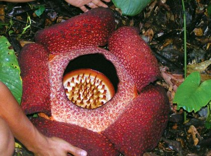Rafflesia, Kinabalu National Park