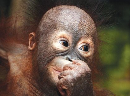 Semenggoh Orangutan Sanctuary