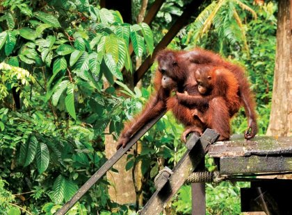 borneo_sepilok_mother-and-baby-orangutan