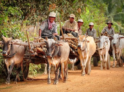 cambodia kampot cattle
