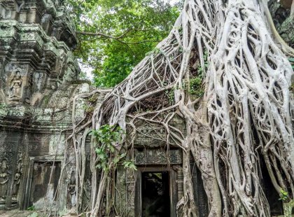 Cambodia Angkor Wat trees