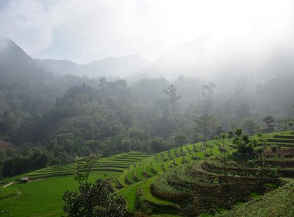 Vibrant green tiered fields with a backdrop of misty mountains in Da Bac, Vietnam as seen on an Intrepid Travel tour.