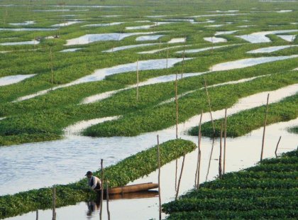 rice fields of Phnom Penh